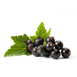 Blackcurrant My Flavor Blackcurrant My Flavor